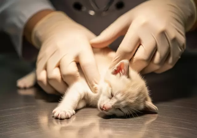 Veterinaria