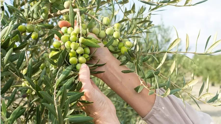 "Hacer barrios en zonas de cultivo es lindo para quienes viven ah�, pero es muy triste para la producci�n oliv�cola" (J. C. Zuloaga)