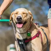 Golpe de calor en mascotas: c�mo protegerlas y evitar errores comunes en verano
