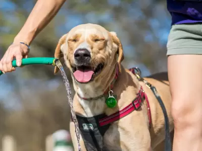 El calor extremo y las mascotas: se�ales de alarma y medidas de protecci�n.