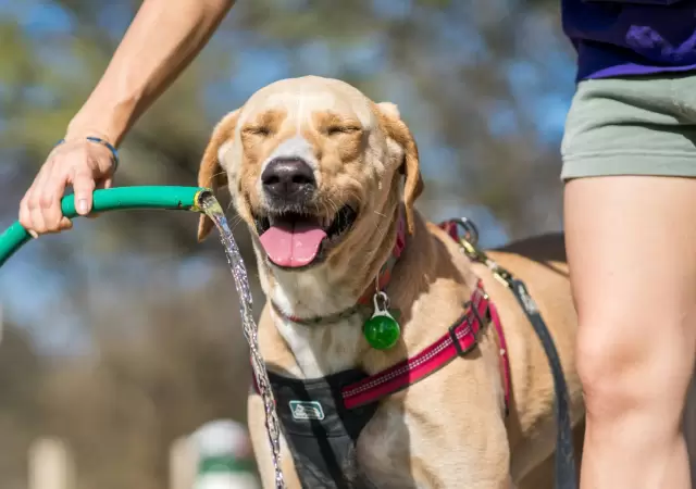 El calor extremo y las mascotas: se�ales de alarma y medidas de protecci�n.