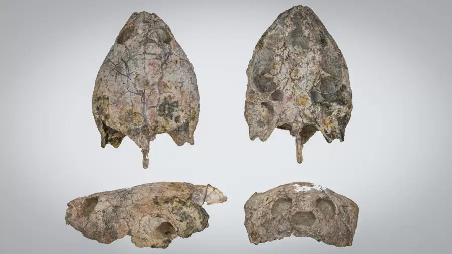 La Shakyremis Colombiana es parte de una familia que se ubica principalmente en Madagascar y el norte de Am�rica del Sur.