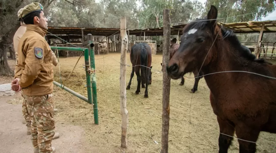El aumento de casos de animales sustra�dos y faenados motiv� que el Ministerio de Seguridad pusiera en marcha un plan integral de prevenci�n.