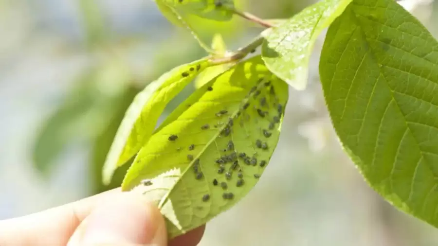 Existen m�s de 5 mil especies de pulgones. Son casi imperceptibles si no prest�s atenci�n.