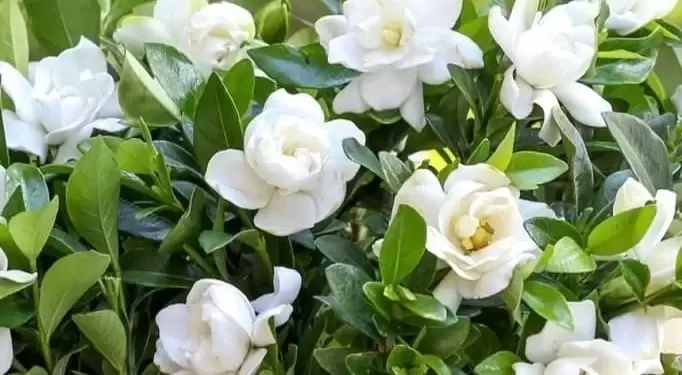 Las plagas y hongos pueden da�ar la salud de tus flores