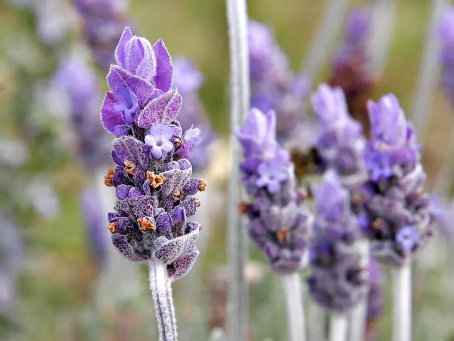 La lavanda y otras plantas arom�ticas tienen propiedades repelentes