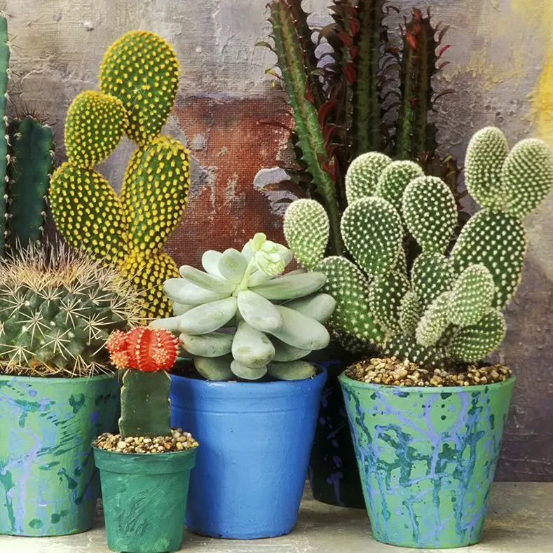Al regar cactus y suculentas asegurate de regar solo el sustrato para evitar la aparici�n de hongos.