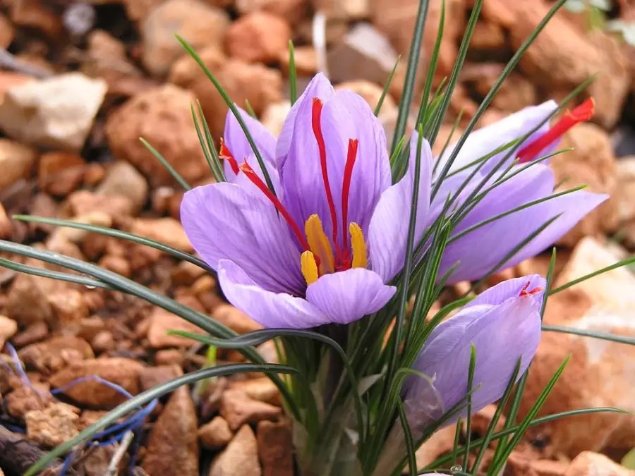 Las hebras se sacan del pistilo de la flor