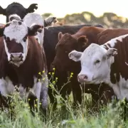 Impuesto a la flatulencia vacuna: estalló la polémica y se mezcla con la política