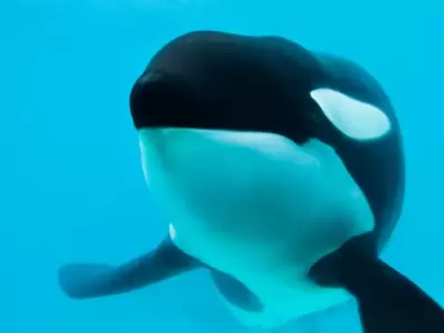 La orca estaba en Mundo Marino desde 1992.