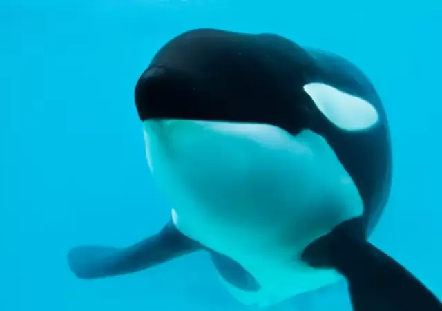 La orca estaba en Mundo Marino desde 1992.