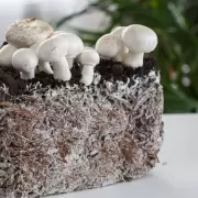 Biotecnología: el uso de raíces de hongos para reemplazar plásticos en la industria