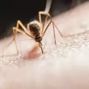 Dengue: confirman "riesgo incrementado" para este verano y qu� medidas urgentes tomar en casa