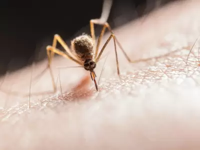 El Aedes aegypti, portador del dengue