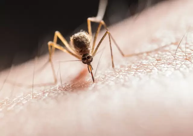El Aedes aegypti, portador del dengue