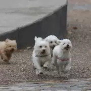 Conmoci�n en Mar del Plata: La jubilada hallada sin vida junto a sus diez perros en Parque Hermoso