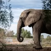 Muri� la elefanta Kenya en el santuario de Brasil tras su hist�rico traslado desde Mendoza