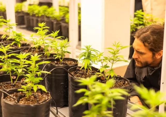 El cultivo de cannabis medicinal en Mendoza crece impulsado por la demanda de tratamientos para el bienestar f�sico y mental.