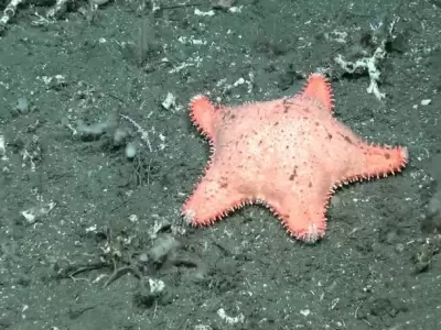 Estrella culona