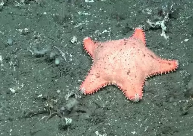 Estrella culona
