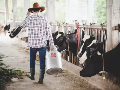 El factor clave detr�s del precio de la carne.