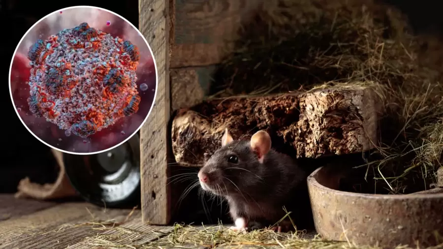 El hantavirus es una grave enfermedad que se produce, principalmente, por inhalaci�n de part�culas de su orina, heces o saliva.