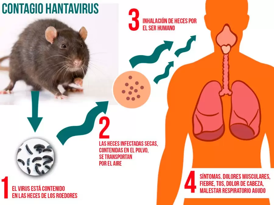 En gr�fico, c�mo entra el virus en el cuerpo humano.