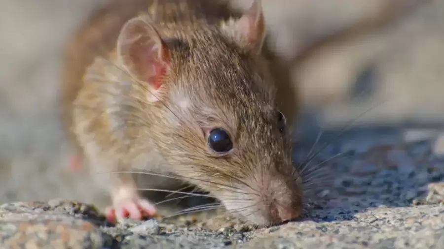 Hantavirus: en lo que va del 2025 se confirmaron cinco muertos y siete pacientes hospitalizados.