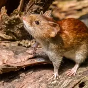 Alerta roja en Salta: el hantavirus ya causó cinco muertes y los contagios siguen en aumento