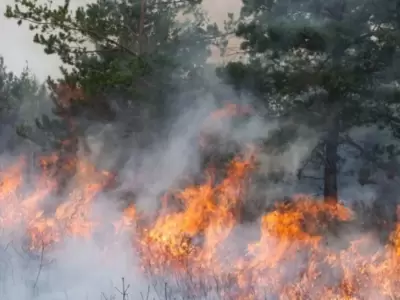 Incendio en Los Alerces: el operativo contra el fuego cumple dos semanas y afecta 340 hect�reas