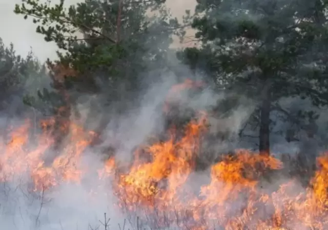 Incendio en Los Alerces: el operativo contra el fuego cumple dos semanas y afecta 340 hect�reas