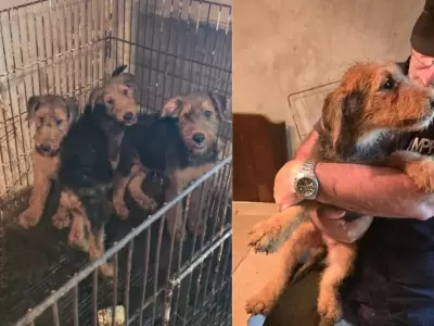 Los perros sufrieron maltrato
