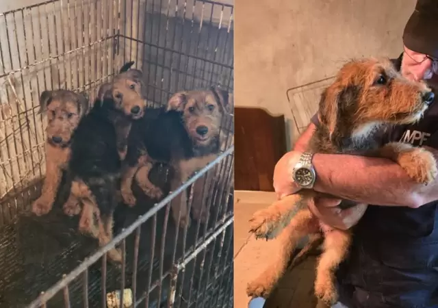 Los perros sufrieron maltrato