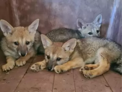 Lobitos encontrados en Capital.