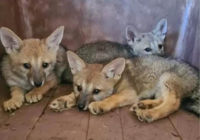 Lobitos encontrados en Capital.
