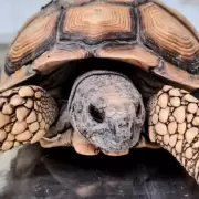 Rescataron una tortuga traficada en un tour de compras a Mendoza