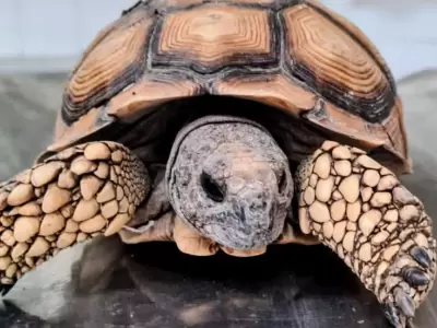 Tr�fico de animales.