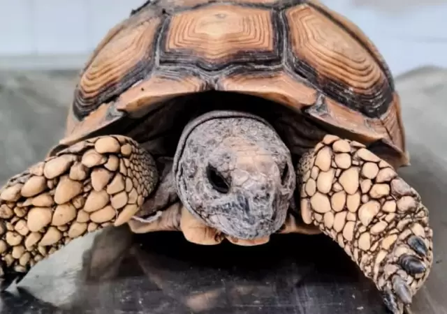 Tr�fico de animales.