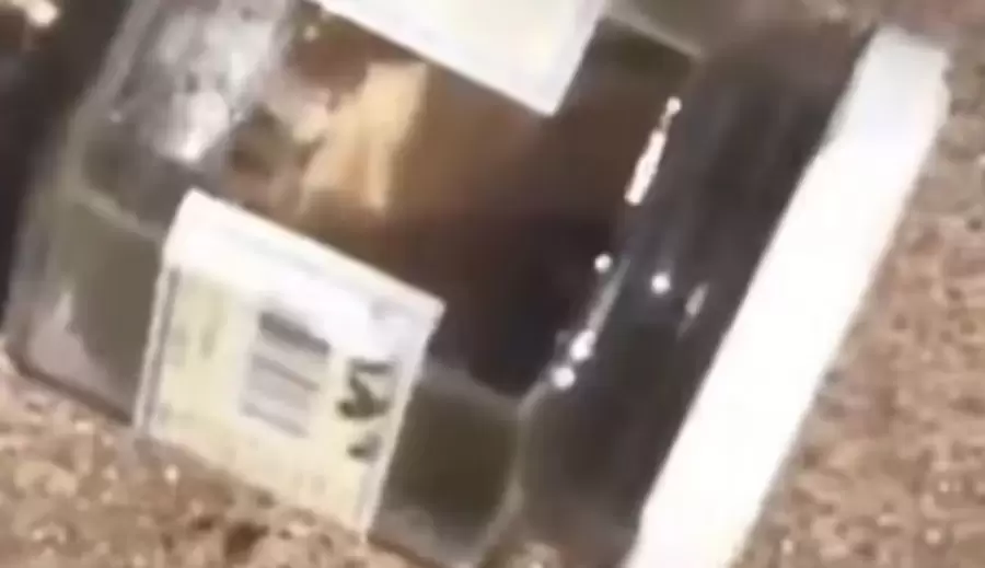 Frasco con la falange que, seg�n datos aportados por la mujer, se hab�a cortado el d�a anterior.