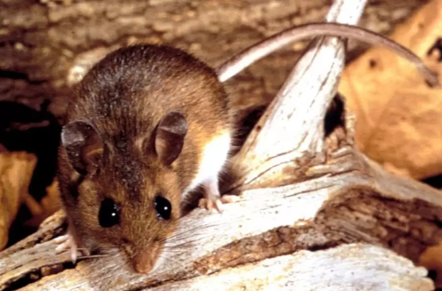 Los síntomas iniciales (fiebre, dolores musculares y náuseas) suelen confundirse con una gripe común.
