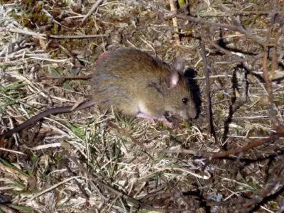 En lo que va de 2025, Santa Fe ya registra 13 casos positivos y tres fallecimientos por hantavirus.