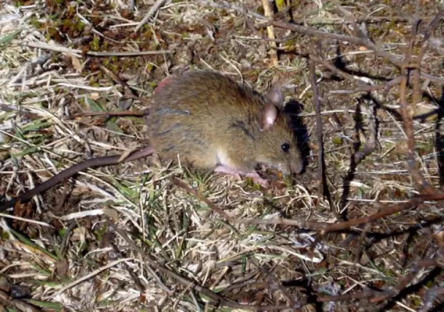 En lo que va de 2025, Santa Fe ya registra 13 casos positivos y tres fallecimientos por hantavirus.