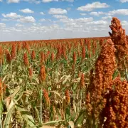Qu� es el sorgo, el cereal argentino que cautiva a China y sus propiedades