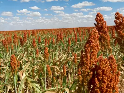 Sorgo argentino