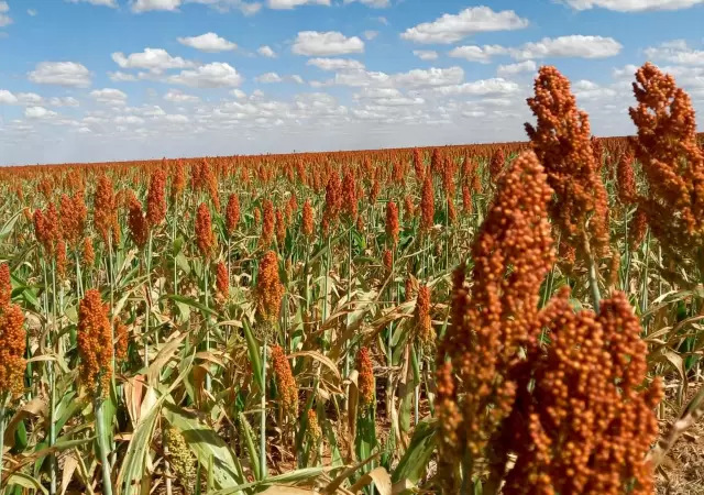 Sorgo argentino