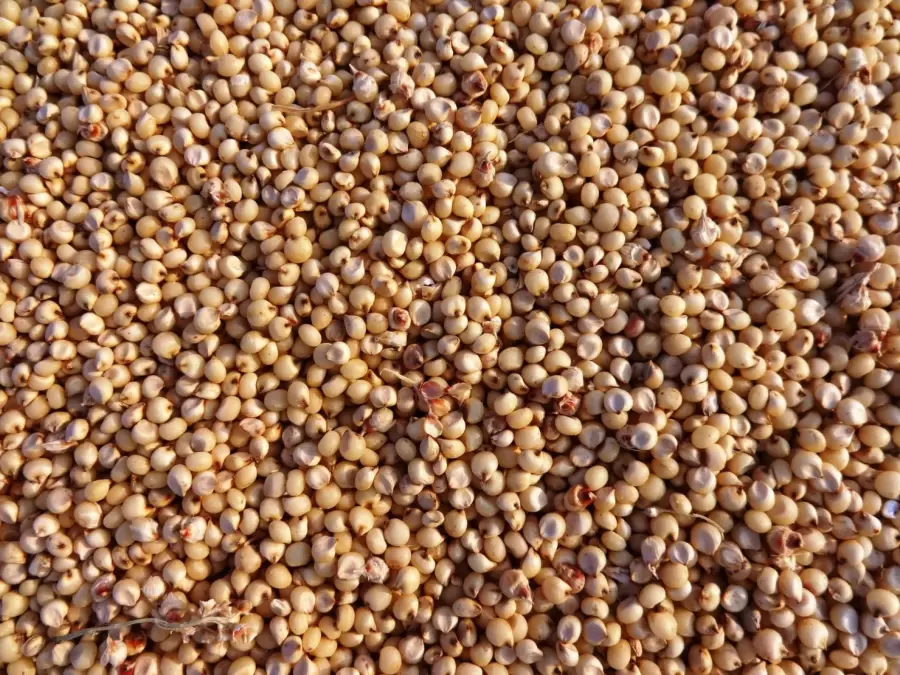 Sorgo argentino