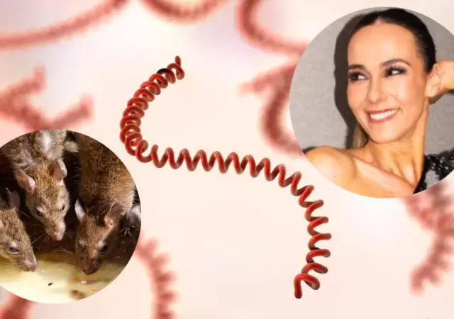 A diferencia de otros pat�genos, la bacteria de la leptospirosis tiene una forma particular: un espiral o resorte.