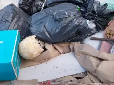 El hallazgo en Mar del Plata