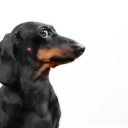 Como si fueran ni�os: la ciencia confirma que los perros aprenden nombres de objetos oyendo charlas ajenas