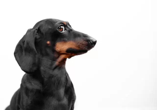Los perros inteligentes aprenden palabras escuchando conversaciones.